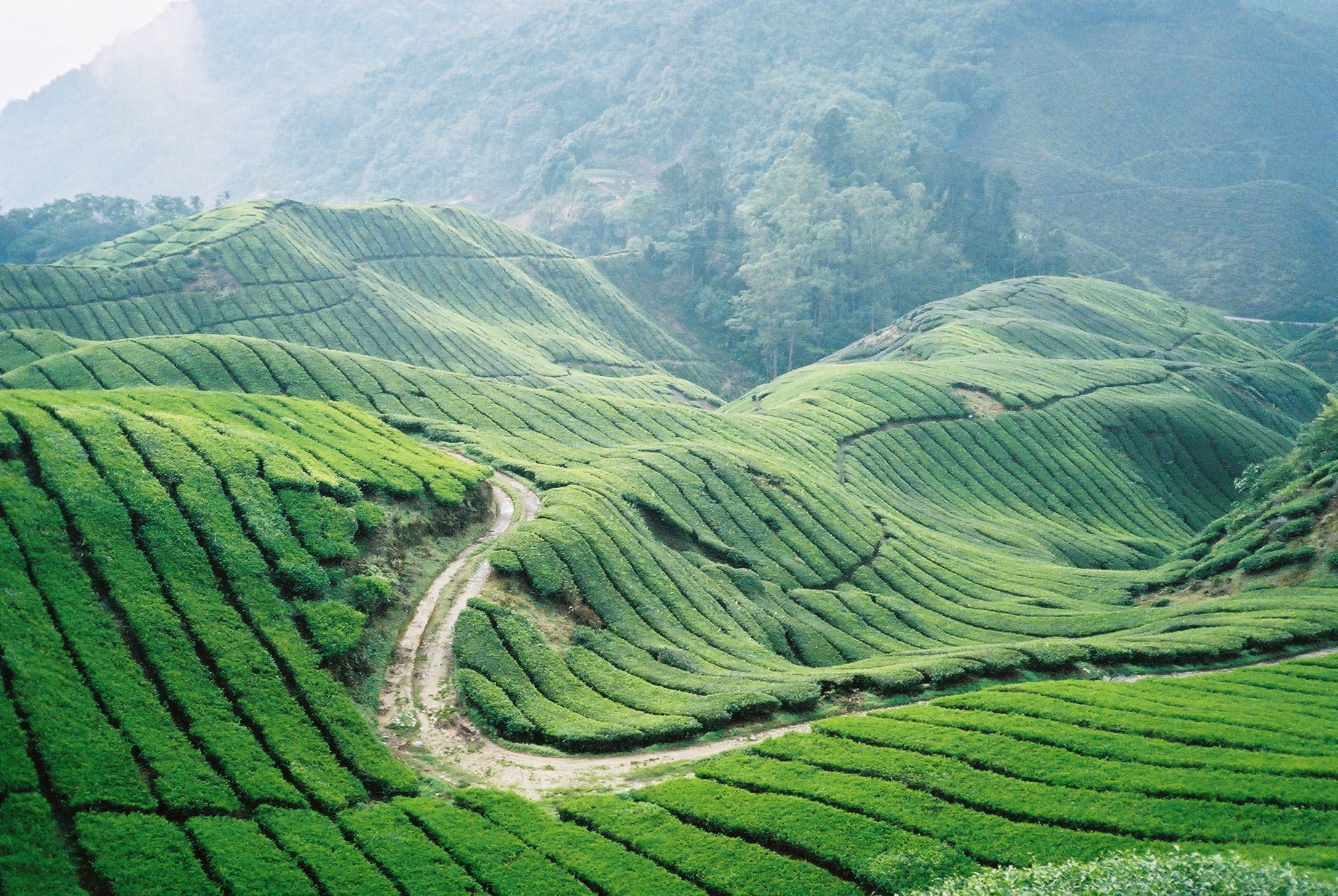 Cameron Highland Pic